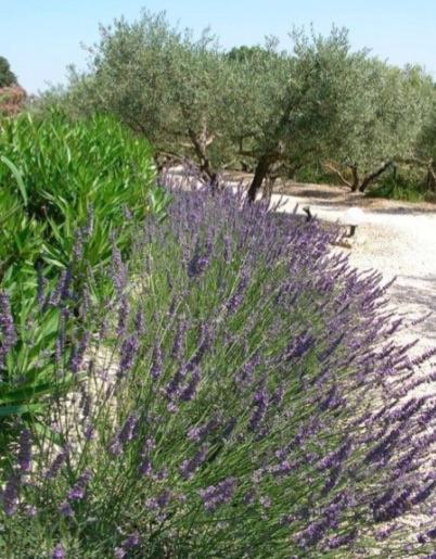 Un Gite En Provence - Les Jardins De Fontanille แซ็งต์-เรมีย์-เดอ-โพรวองซ์ ภายนอก รูปภาพ
